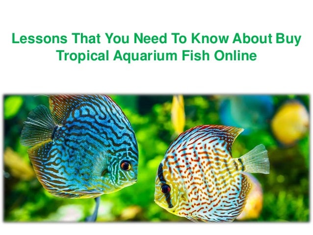 buy tropical fish online