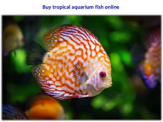 buy freshwater fish online