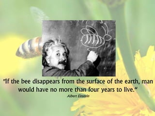 "If the bee disappears from the surface of the earth, man
would have no more than four years to live.“
Albert Einstein

 