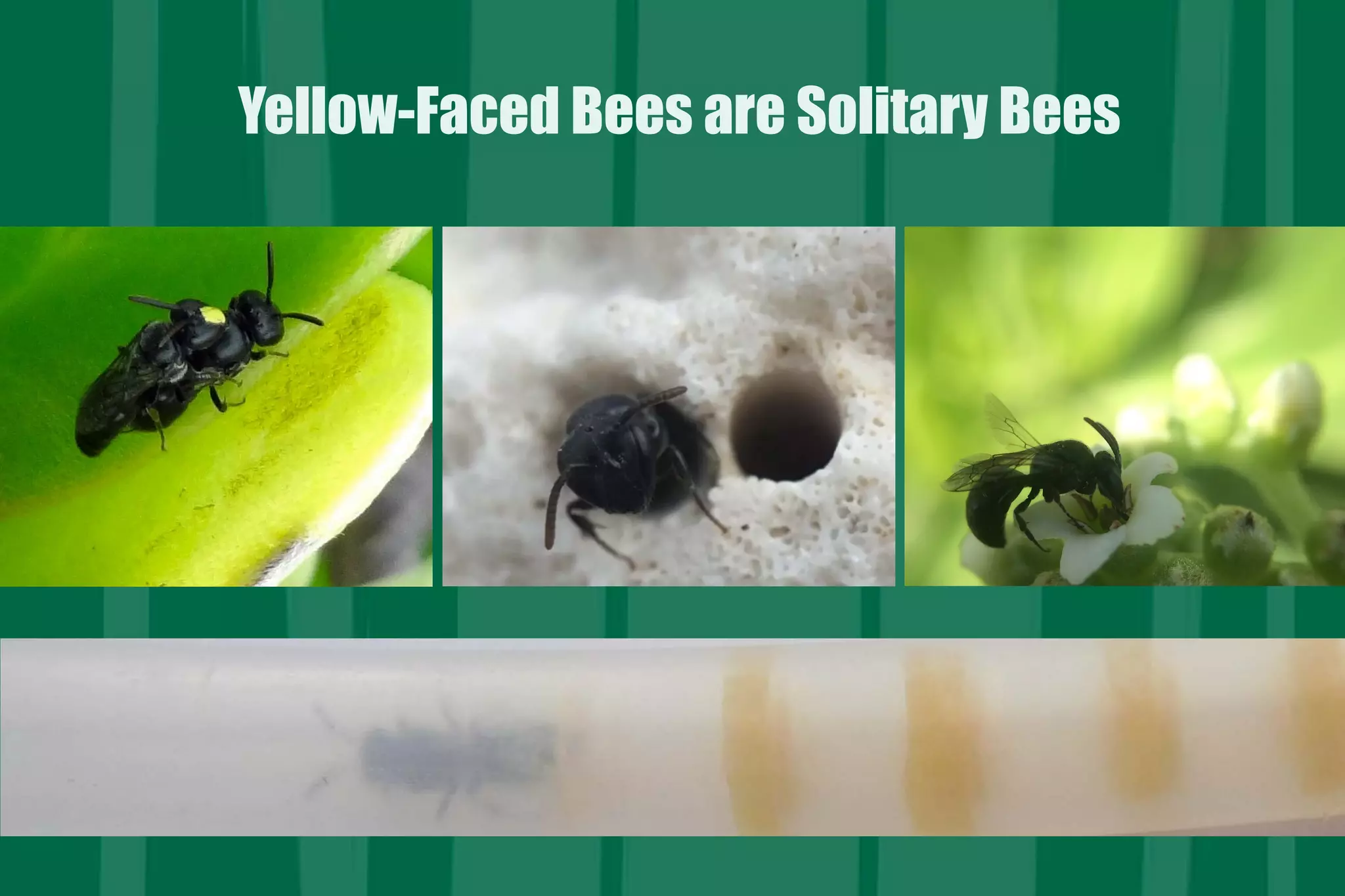 Buzz On Native Bee Conservation Ppt Buzz On Native Bee Conservation Ppt