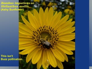 Bombus impatiens  on  Helianthus mollis   (Ashy Sunflower) This isn't  Buzz pollination. 