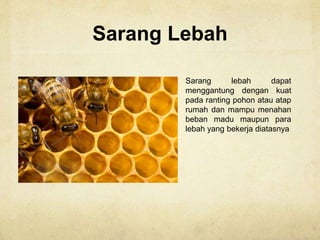 Sarang Lebah
Sarang lebah dapat
menggantung dengan kuat
pada ranting pohon atau atap
rumah dan mampu menahan
beban madu maupun para
lebah yang bekerja diatasnya
 
