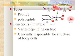  Types:
 Peptide
 polypeptide
 Function(s): multiple
 Varies depending on type
 Generally responsible for structure
of body cells
 