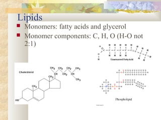 Lipids
 Monomers: fatty acids and glycerol
 Monomer components: C, H, O (H-O not
2:1)
 