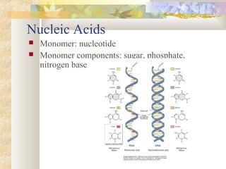 Nucleic Acids
 Monomer: nucleotide
 Monomer components: sugar, phosphate,
nitrogen base
 