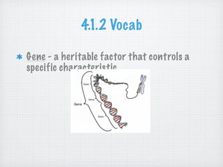 4.1.2 Vocab

Gene - a heritable factor that controls a
specific characteristic
 