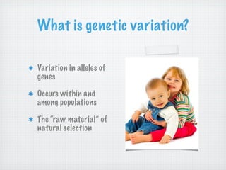 What is genetic variation?

Variation in alleles of
genes

Occurs within and
among populations

The “raw material” of
natural selection
 