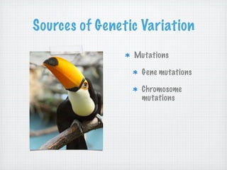 Sources of Genetic Variation
                 Mutations

                   Gene mutations

                   Chromosome
                   mutations
 