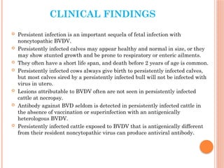 bovine viral diarrhoea and Mucosal Disease | PPTX