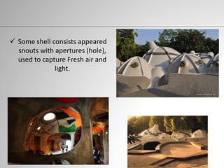  Some shell consists appeared
snouts with apertures (hole),
used to capture Fresh air and
light.
 