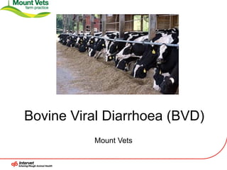 Bovine Viral Diarrhoea (BVD)
          Mount Vets
 