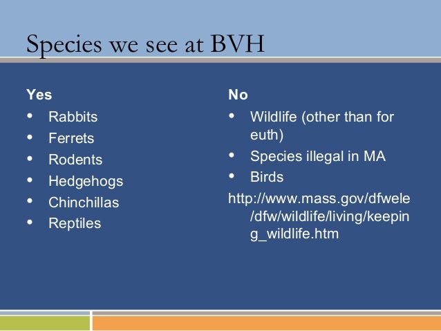 h for rabbits requirements 4 Vernaleken Exotics lecture h for rabbits requirements 4 Vernaleken Exotics lecture
