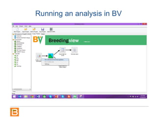 Running an analysis in BV
 