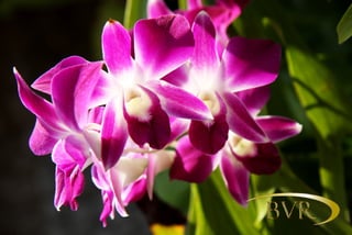 BVR - PHUKET