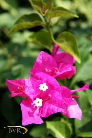 BVR - PHUKET