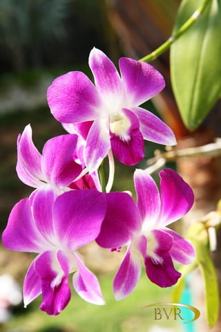 BVR - PHUKET