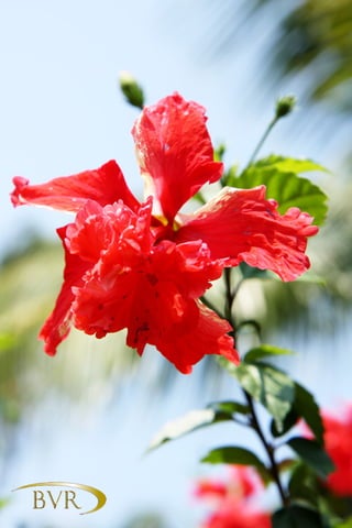 BVR - PHUKET