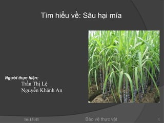 Tìm hiểu về: Sâu hại mía
16:15:41 Bảo vệ thực vật 1
Người thực hiện:
Trần Thị Lệ
Nguyễn Khánh An
 