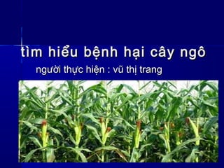 tìm hiểu bệnh hại cây ngôtìm hiểu bệnh hại cây ngô
người thực hiện : vũ thị trangngười thực hiện : vũ thị trang
 