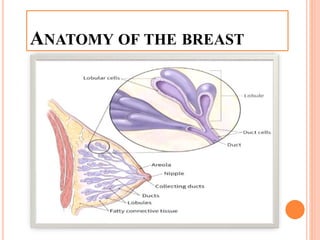 ANATOMY OF THE BREAST
 
