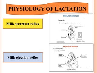 PHYSIOLOGY OF LACTATION
Milk secretion reflex
Milk ejection reflex
 