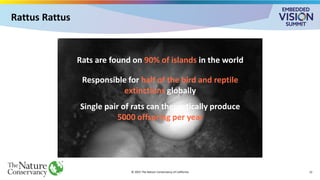 © 2025 The Nature Conservancy of California 12
Rattus Rattus
Rats are found on 90% of islands in the world
Responsible for half of the bird and reptile
extinctions globally
Single pair of rats can theoretically produce
5000 offspring per year
 