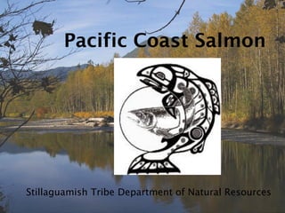 Stillaguamish Tribe Department of Natural Resources
 