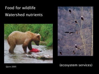 Food for wildlife
Watershed nutrients




Quinn 2005
                      (ecosystem services)
 