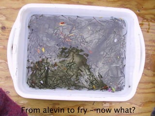 From alevin to fry – now what?
 