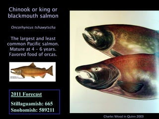 Coho or silver or
  blueback salmon
Oncorhynchus kisutch




    Mature from 2- 4
         years.


2011 Forecast
Stillagu...