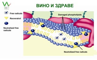 ВИНО И ЗДРАВЕ
      Free radicals
                             Damaged phospholipids
      Resveratrol



Neutralized free
radicals




                                  Neutralized free radicals
 