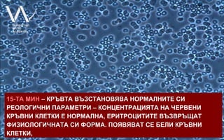 15-ТА МИН – КРЪВТА ВЪЗСТАНОВЯВА НОРМАЛНИТЕ СИ
РЕОЛОГИЧНИ ПАРАМЕТРИ – КОНЦЕНТРАЦИЯТА НА ЧЕРВЕНИ
КРЪВНИ КЛЕТКИ Е НОРМАЛНА, ЕРИТРОЦИТИТЕ ВЪЗВРЪЩАТ
ФИЗИОЛОГИЧНАТА СИ ФОРМА. ПОЯВЯВАТ СЕ БЕЛИ КРЪВНИ
КЛЕТКИ,
 
