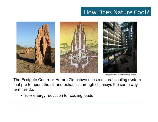 Biomimicry Emulating Nature s Genius