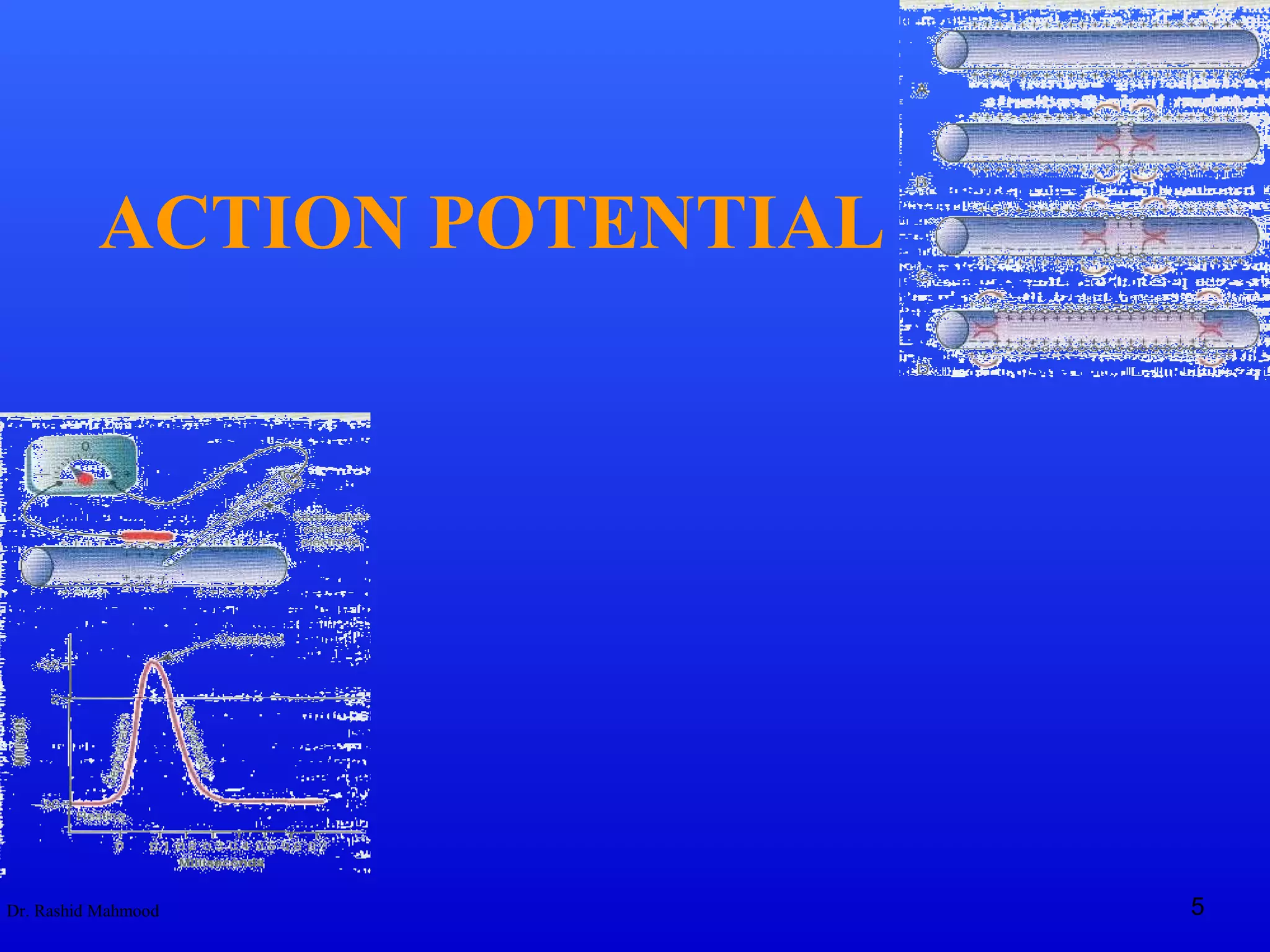Action Potential | PPT