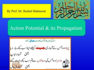 Dr. Rashid Mahmood
Action Potential & its Propagation
By Prof. Dr. Rashid Mahmood
 