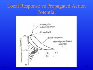 Action Potential | PPT
