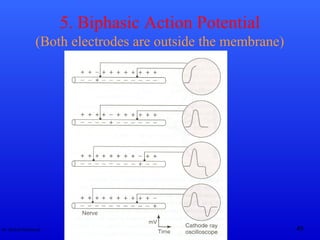 Triphasic Action Potential Action Potential | PPT