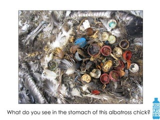 What do you see in the stomach of this albatross chick? 