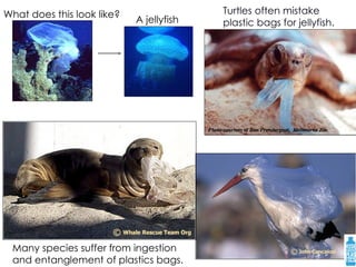 Turtles often mistake plastic bags for jellyfish. What does this look like? A jellyfish Many species suffer from ingestion and entanglement of plastics bags. 