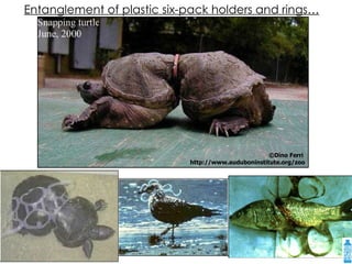 ©Dino Ferri  http://www.auduboninstitute.org/zoo NOAA NOAA Entanglement of plastic six-pack holders and rings… 
