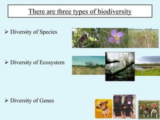 There are three types of biodiversity
 Diversity of Species
 Diversity of Ecosystem
 Diversity of Genes
 