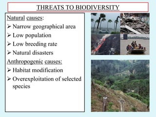 THREATS TO BIODIVERSITY
Natural causes:
 Narrow geographical area
 Low population
 Low breeding rate
 Natural disasters
Anthropogenic causes:
 Habitat modification
 Overexploitation of selected
species
 