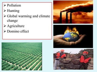  Pollution
 Hunting
 Global warming and climate
change
 Agriculture
 Domino effect
 