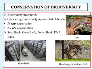 CONSERVATION OF BIODIVERSITY
 Biodiversity inventories
 Conserving Biodiversity in protected Habitats-
• In situ conservation
• Ex situ conservation
 Seed Bank, Gene Bank, Pollen Bank, DNA
Bank
Gene Bank
zoo
Bandhavgarh National Park
 