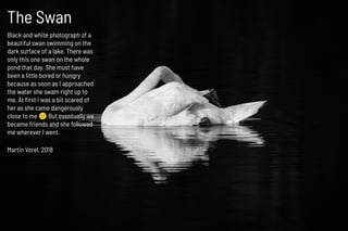 The Swan
Martin Vorel, 2018
Black and white photograph of a
beautiful swan swimming on the
dark surface of a lake. There w...