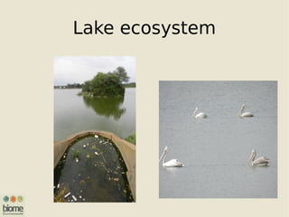 Lake ecosystem
 
