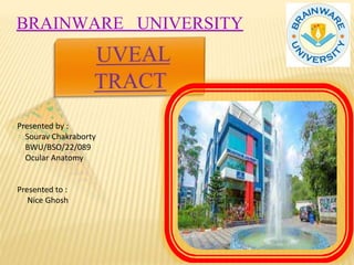 BRAINWARE UNIVERSITY
Presented by :
Sourav Chakraborty
BWU/BSO/22/089
Ocular Anatomy
Presented to :
Nice Ghosh
 