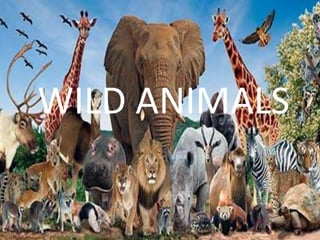 WILD ANIMALS
 