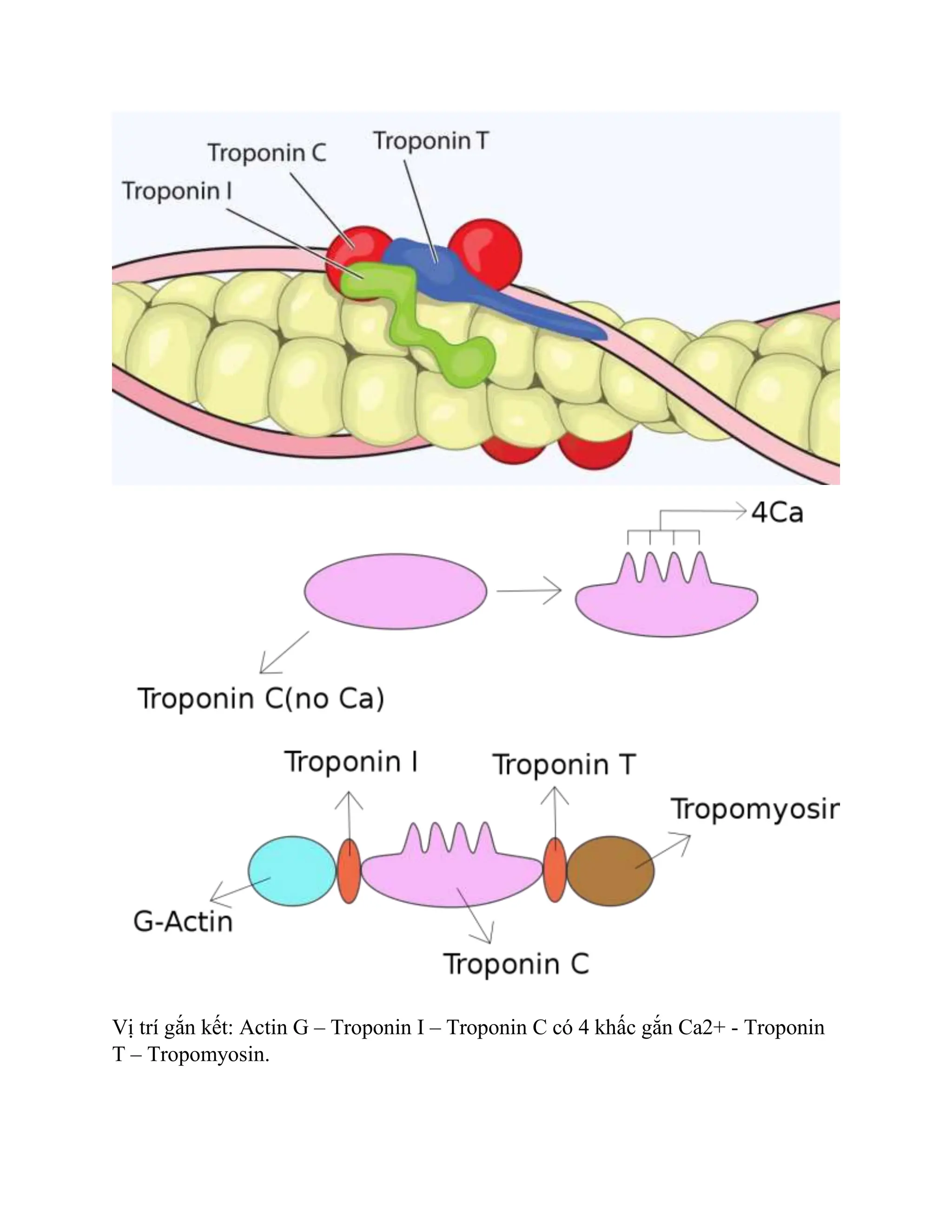 Bộ xương TB | DOCX