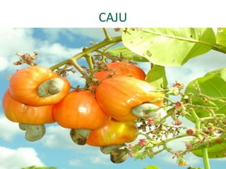 CAJU
 